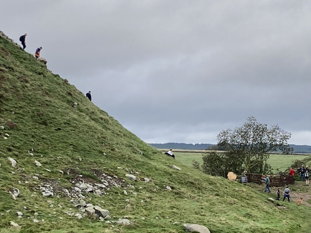 Sycamore Gap - an iconic tree lost (for now!) - Living Woods